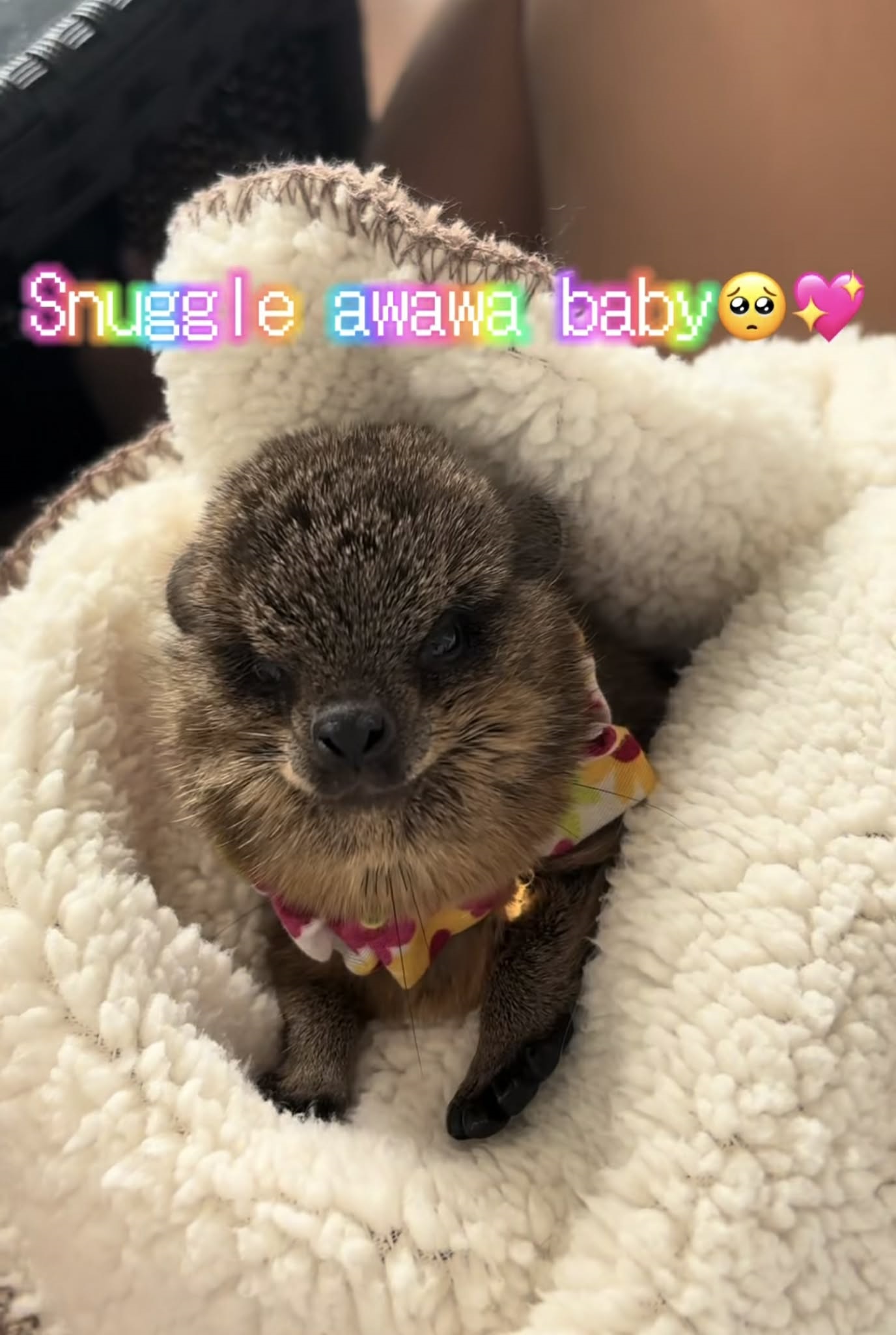 CB Rock Hyraxes